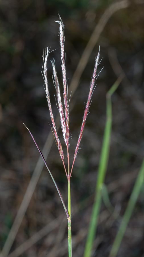 Digitaria ?